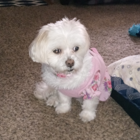 Meet your Posher, Angel - Picture 4 of 5